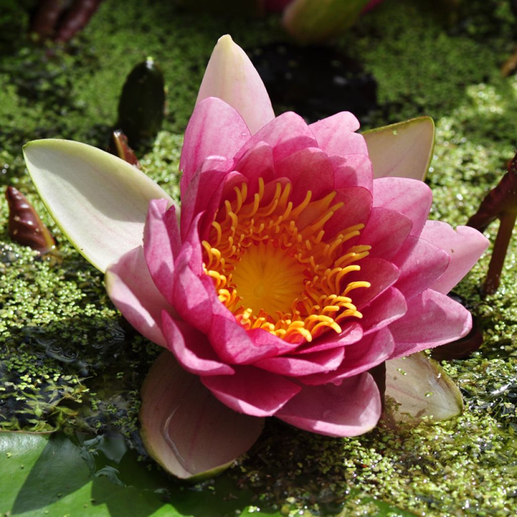 Nenúfar Attraction - Nymphaea