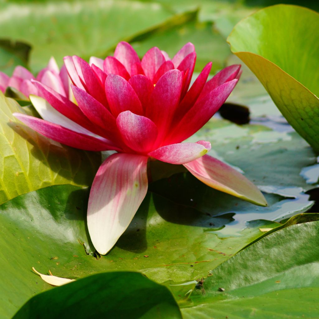 Nenúfar Attraction - Nymphaea