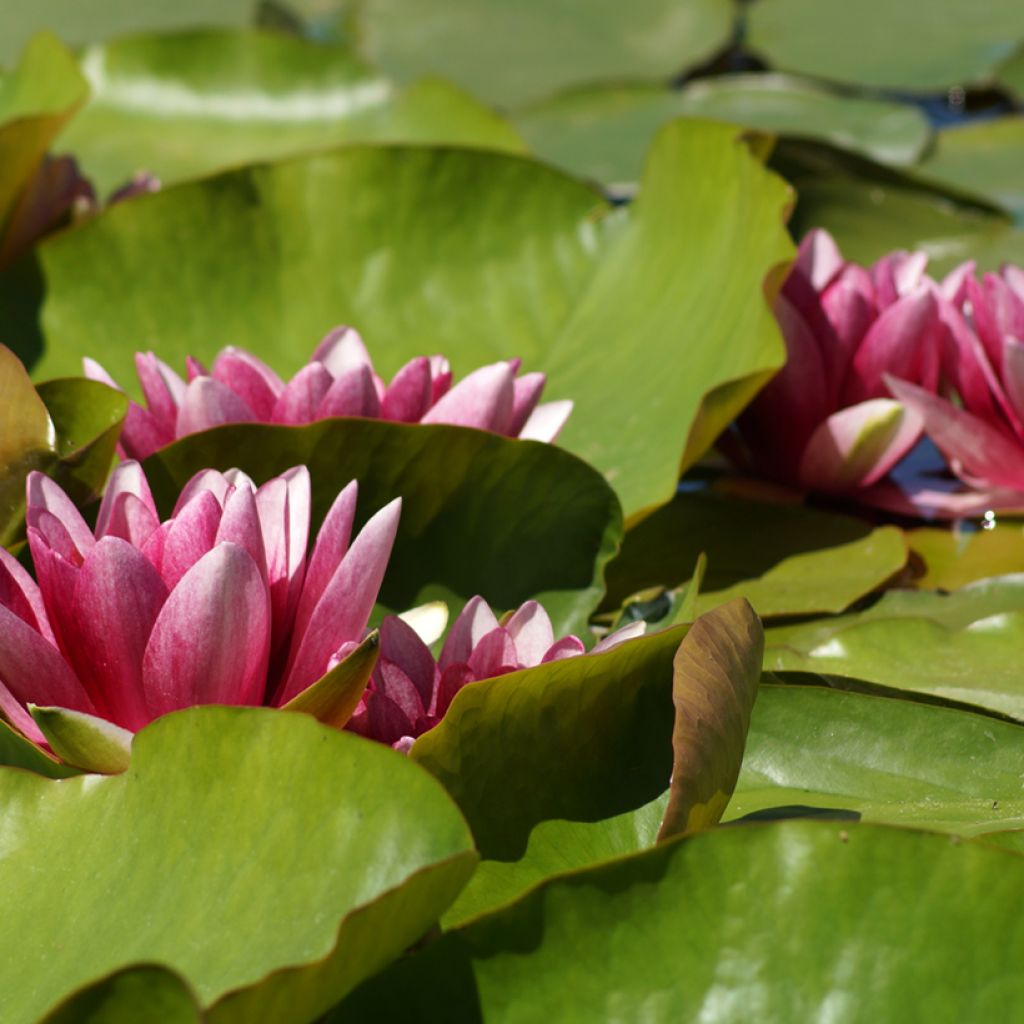 Nenúfar Attraction - Nymphaea