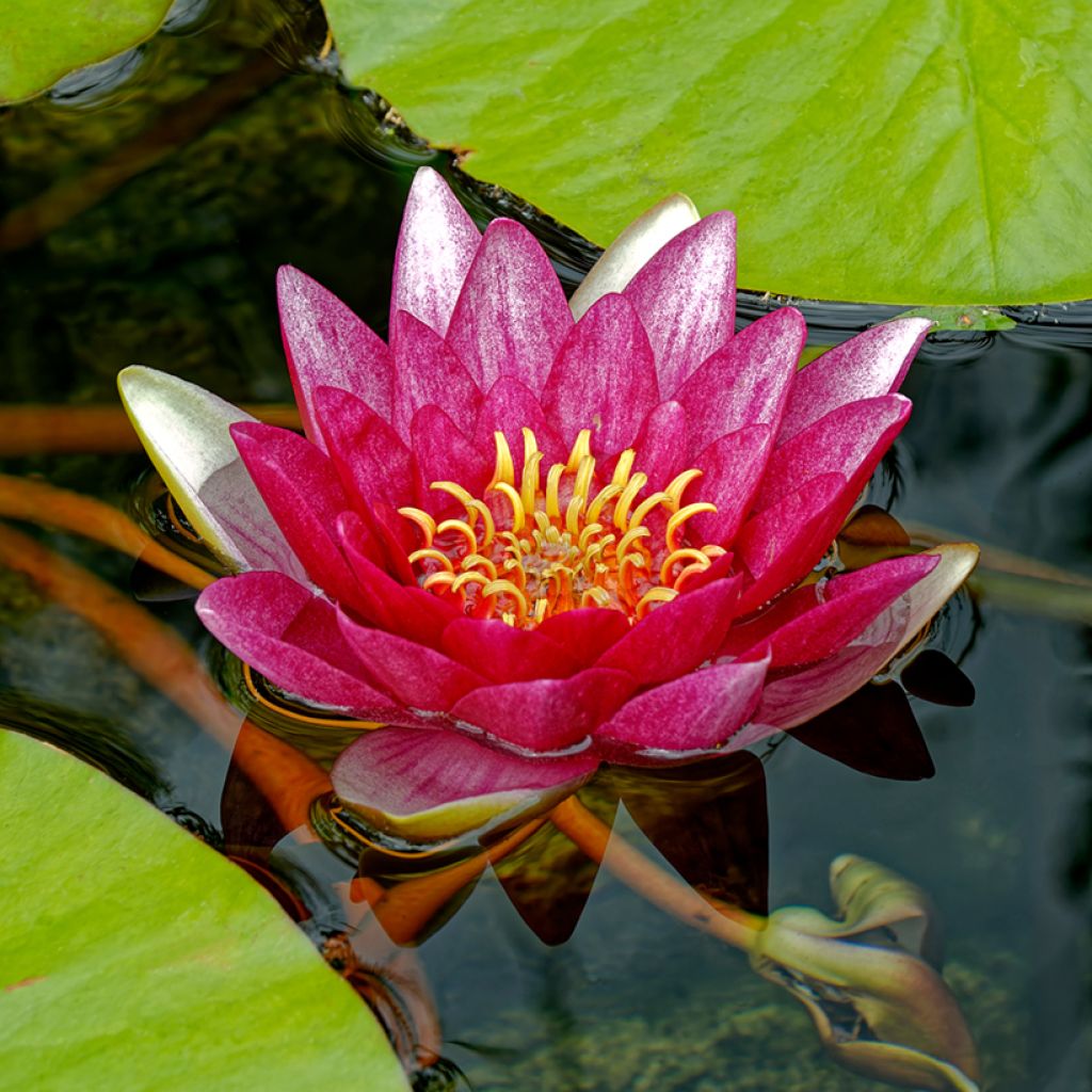 Nenúfar Attraction - Nymphaea