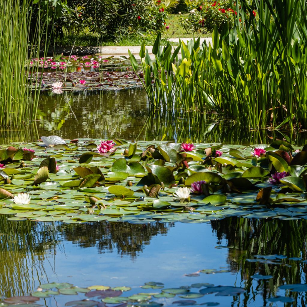 Nenúfar Attraction - Nymphaea