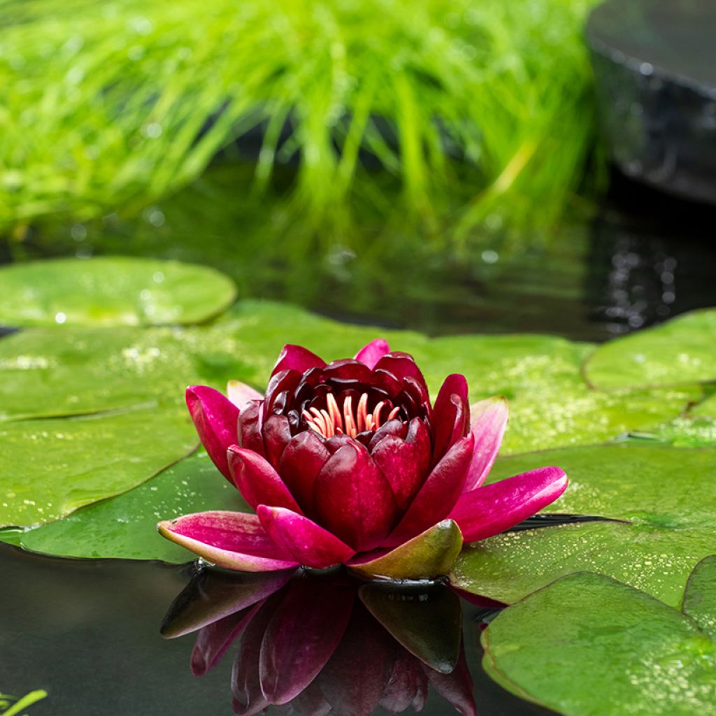 Nenúfar Black Princess - Nymphaea