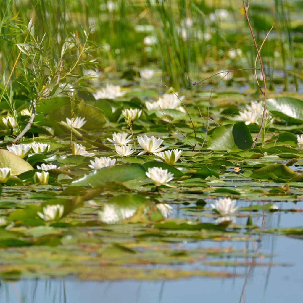 Nenúfar candida - Nymphaea