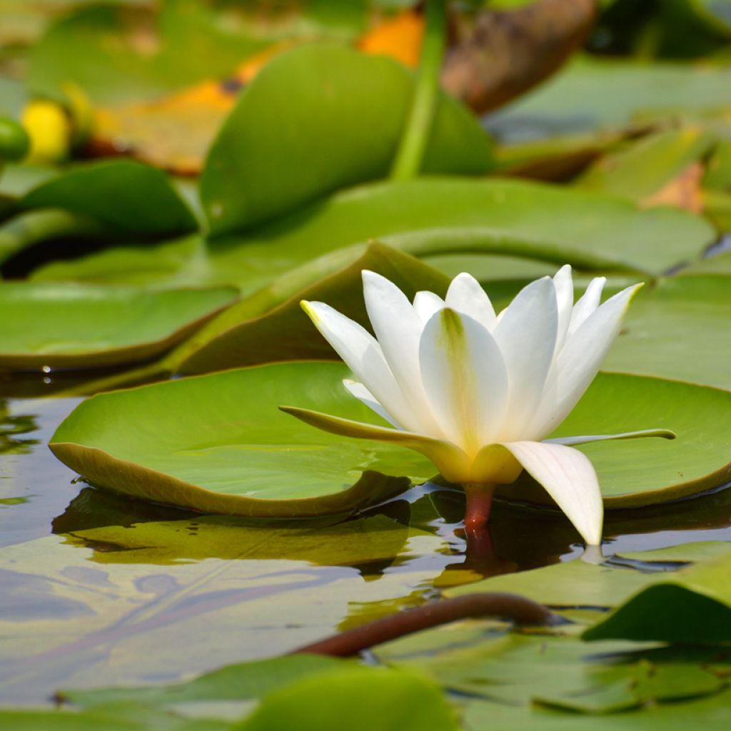 Nenúfar candida - Nymphaea