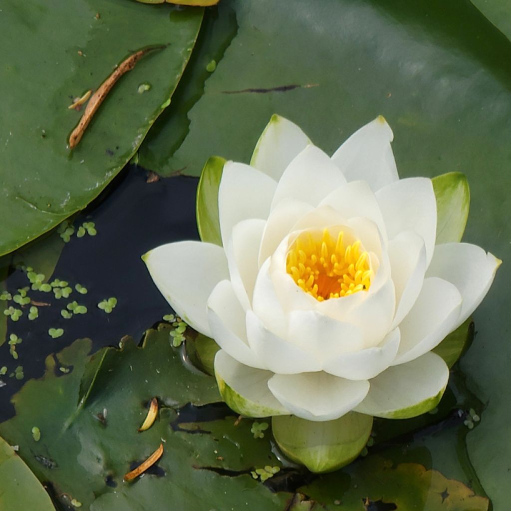 Nenúfar candida - Nymphaea