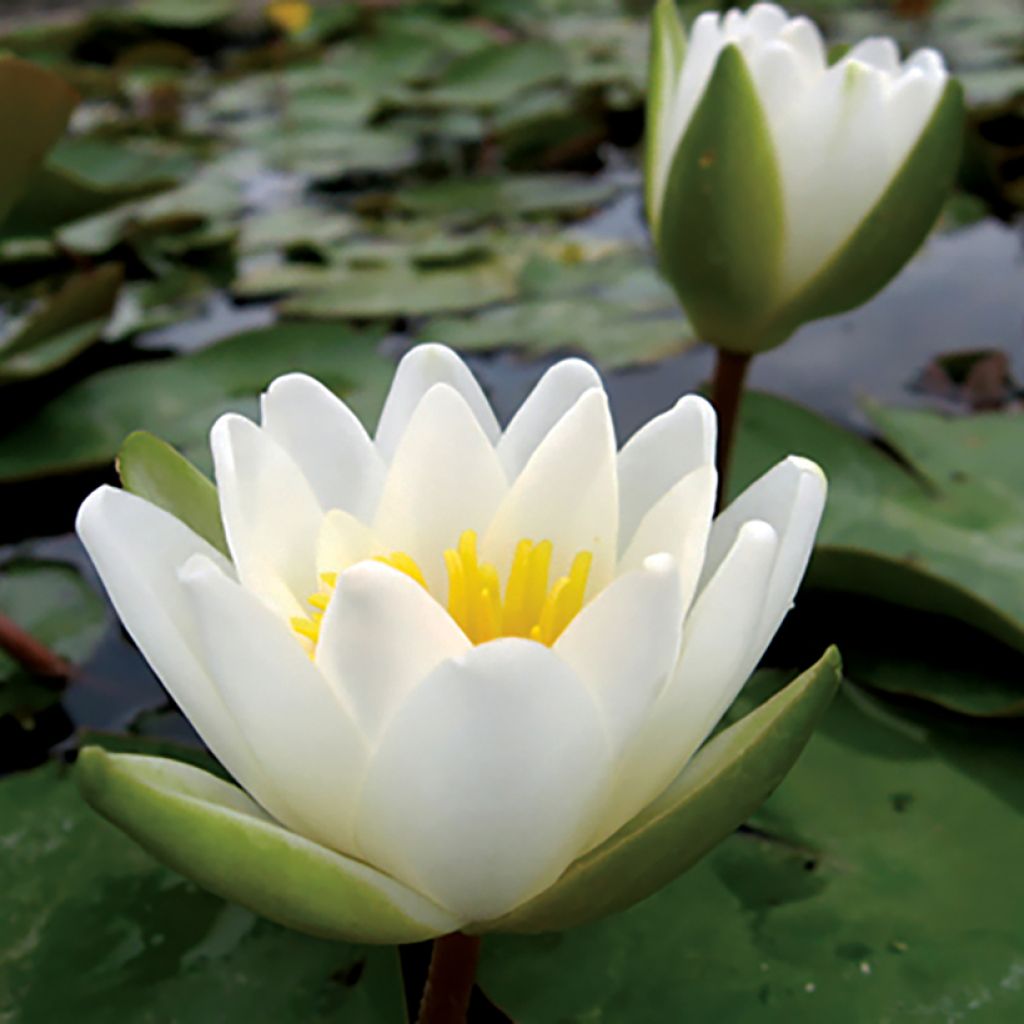 Nenúfar candida - Nymphaea