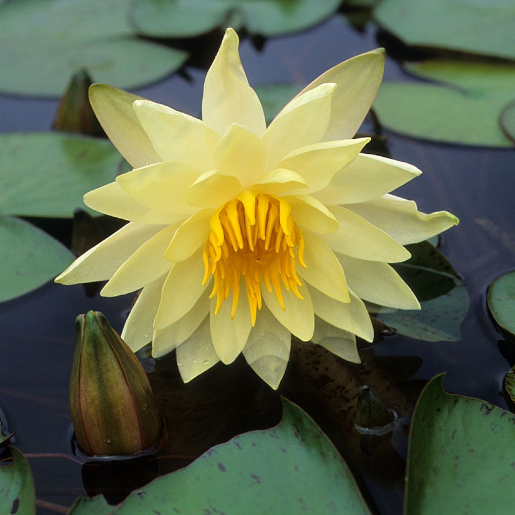 Nenúfar Charlene Strawn - Nymphaea