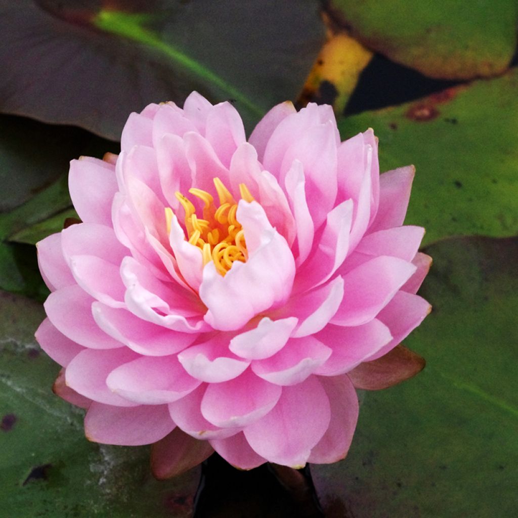 Nenúfar Dahlia - Nymphaea