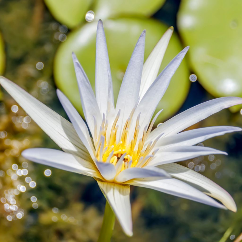 Nenúfar Dauben - Nymphaea