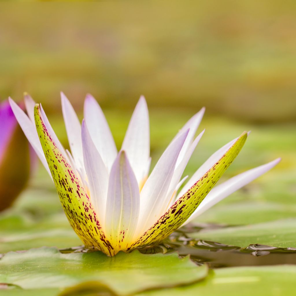 Nenúfar Dauben - Nymphaea