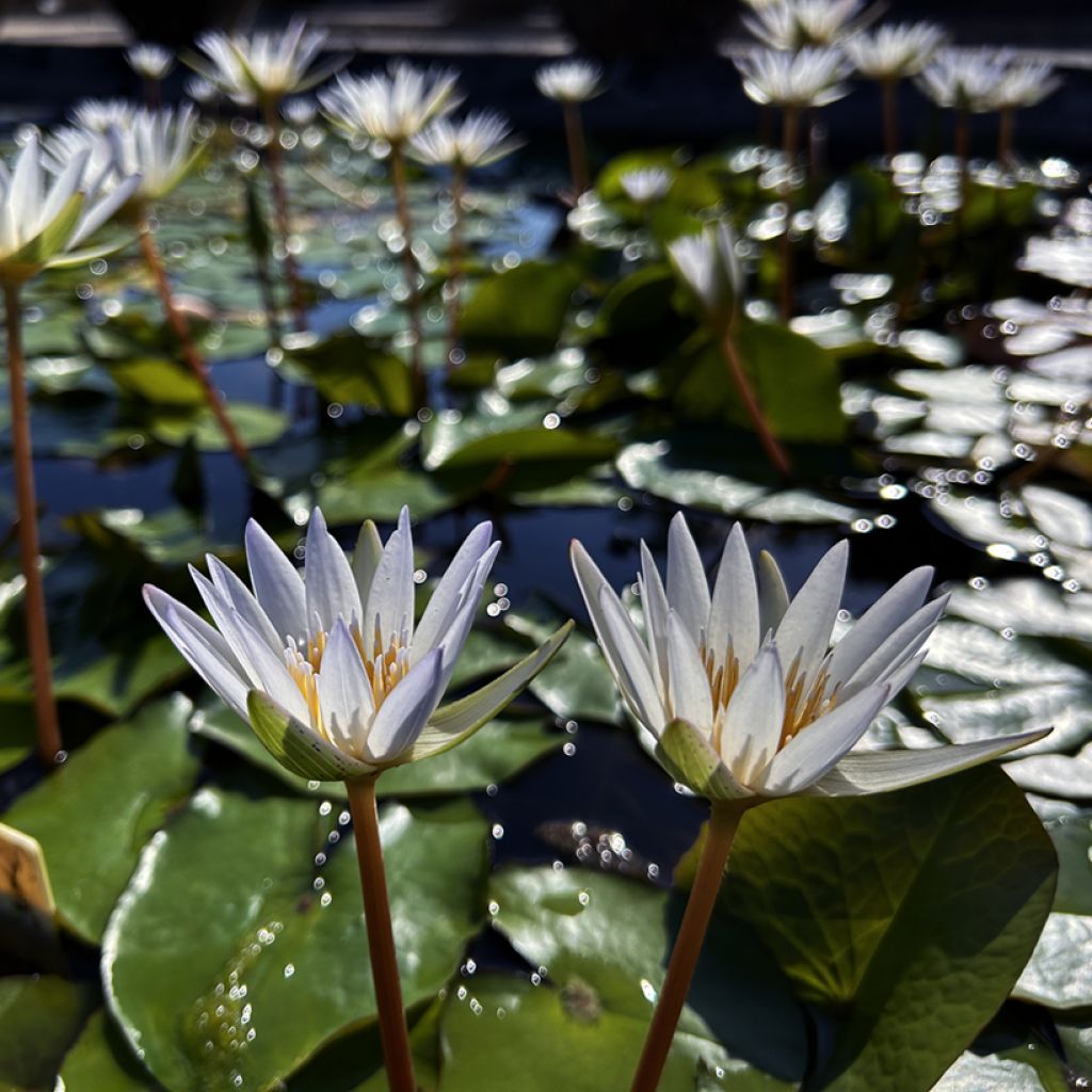 Nenúfar Dauben - Nymphaea