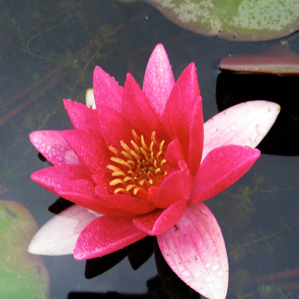 Nenúfar Ellisiana - Nymphaea