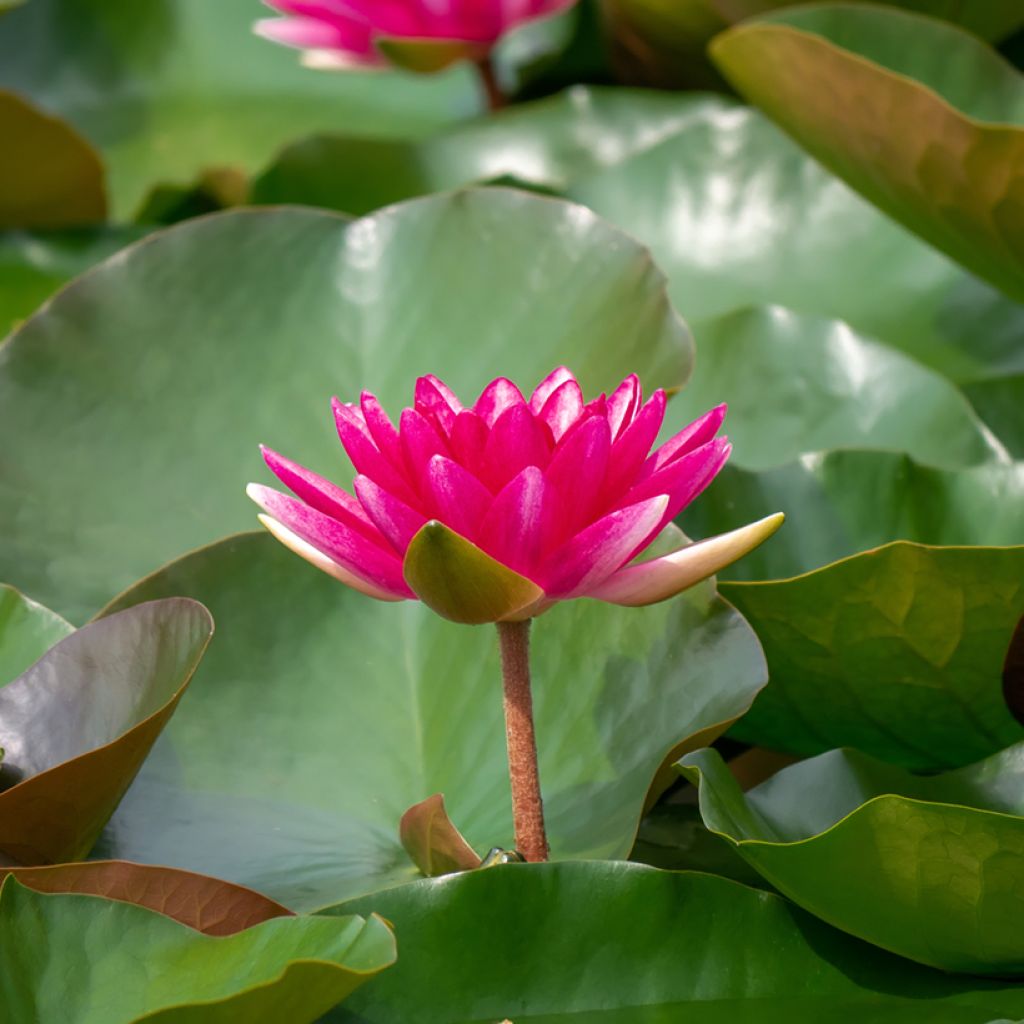 Nenúfar Escarboucle - Nymphaea