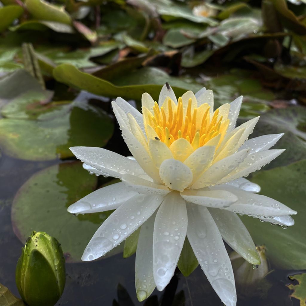 Nenúfar Evelyn Stetson - Nymphaea