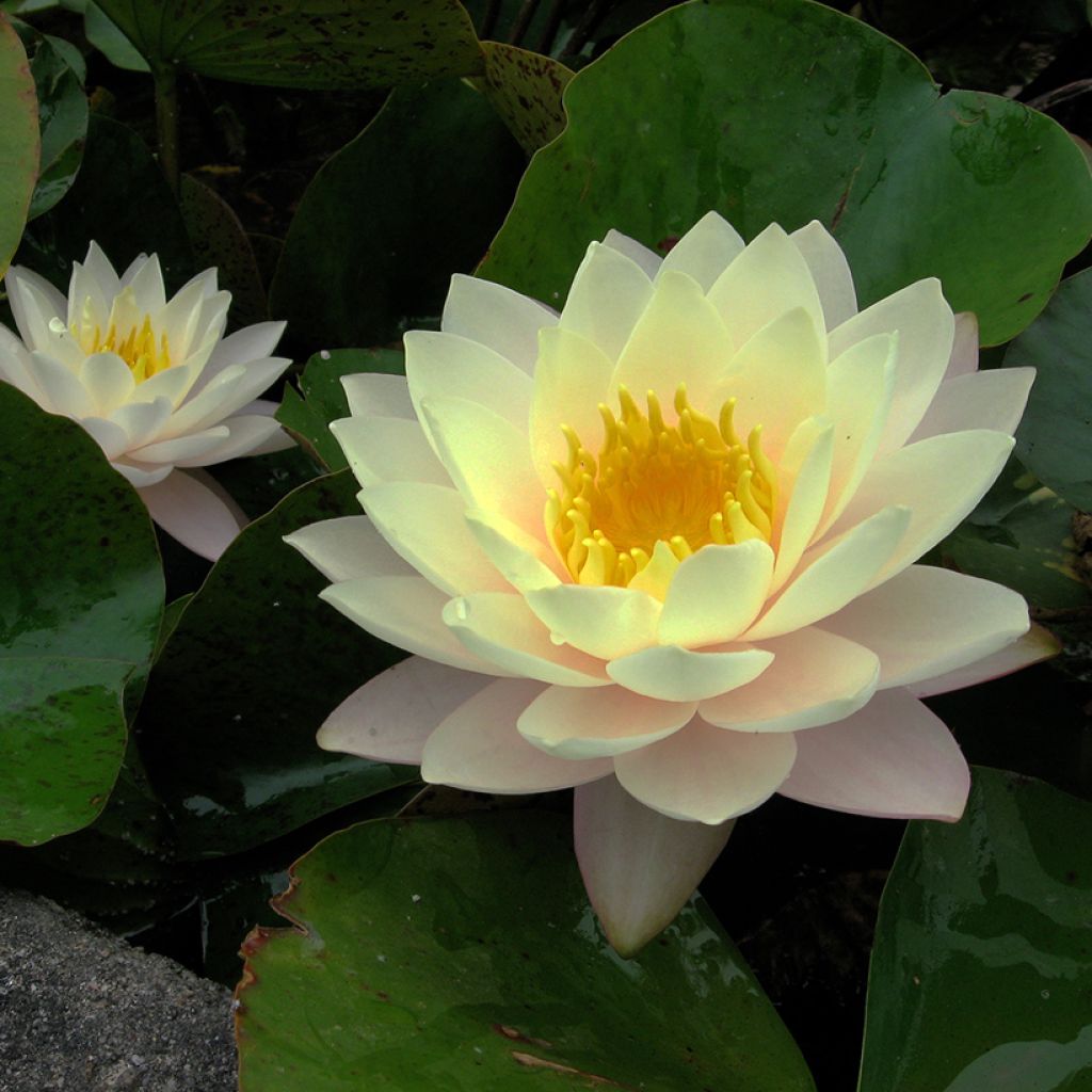 Nenúfar Florida Sunset - Nymphaea