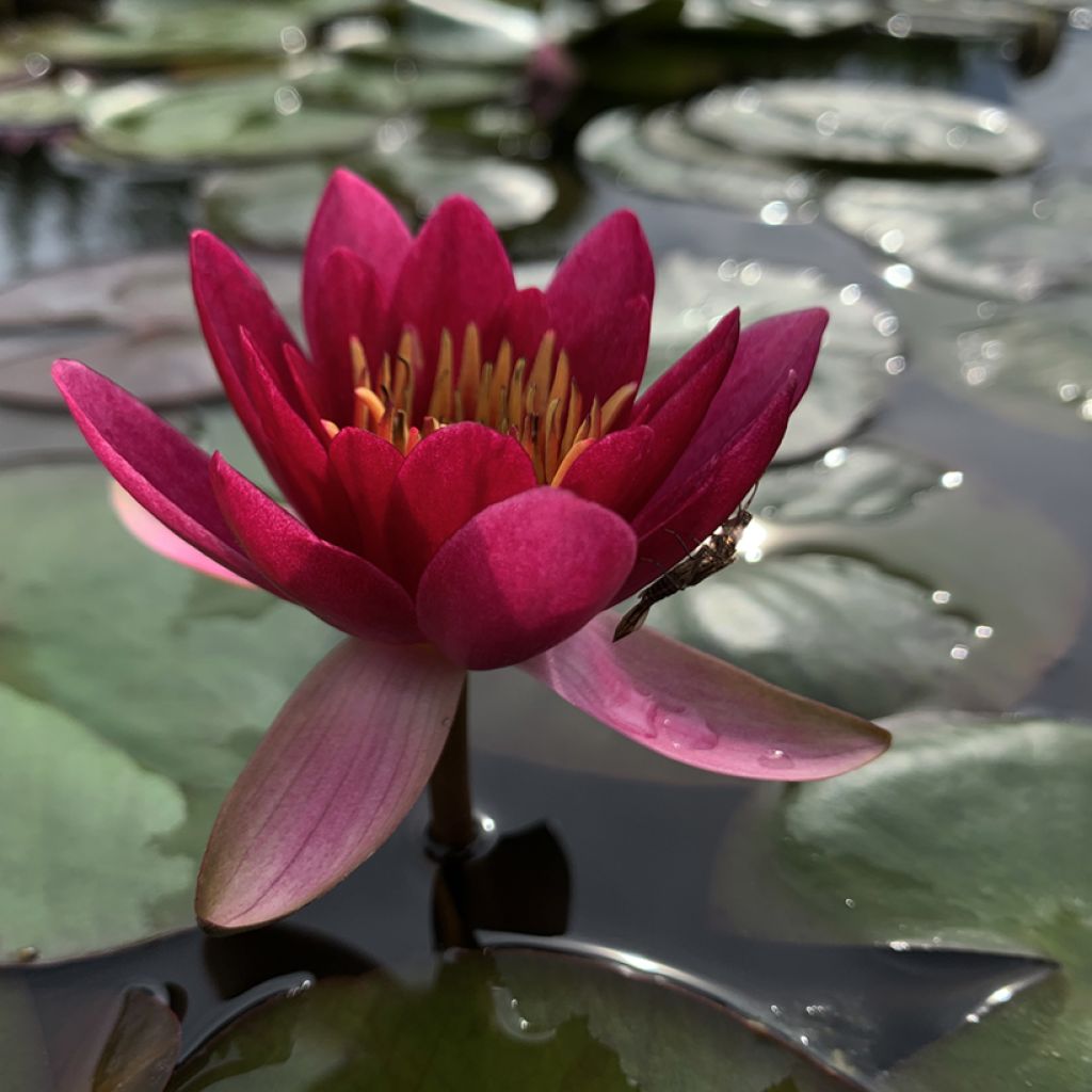 Nenúfar Froebelii - Nymphaea