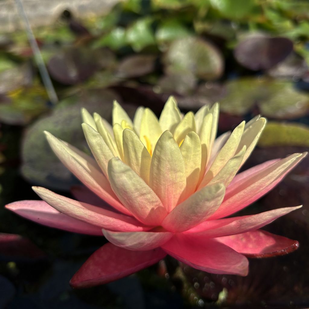 Nenúfar Gregg's Orange Beauty - Nymphaea