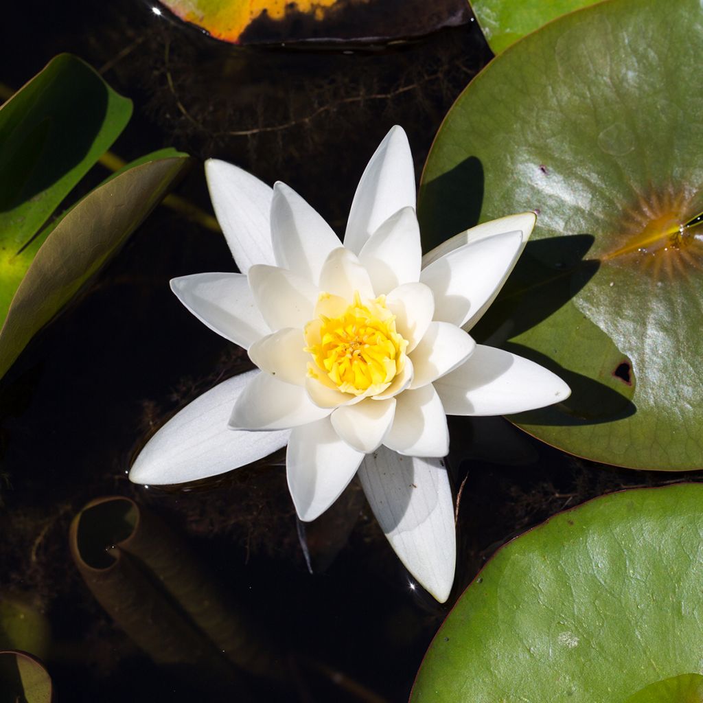 Nenúfar Hermine - Nymphaea