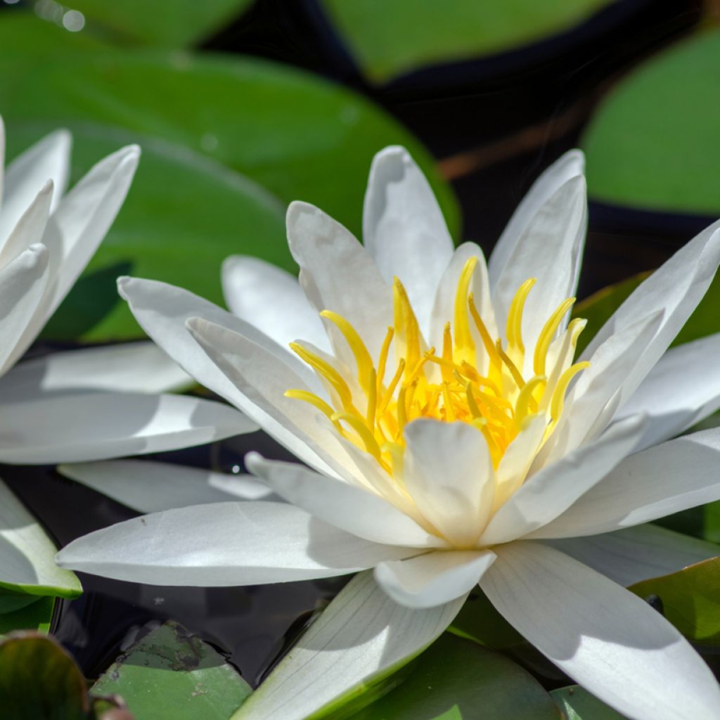 Nenúfar Hermine - Nymphaea