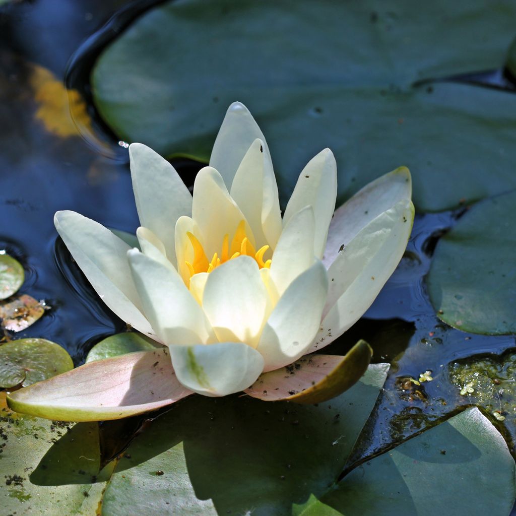 Nenúfar Hermine - Nymphaea