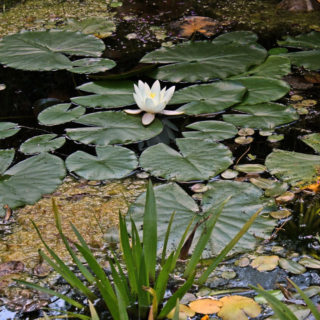 Nenúfar Hermine - Nymphaea