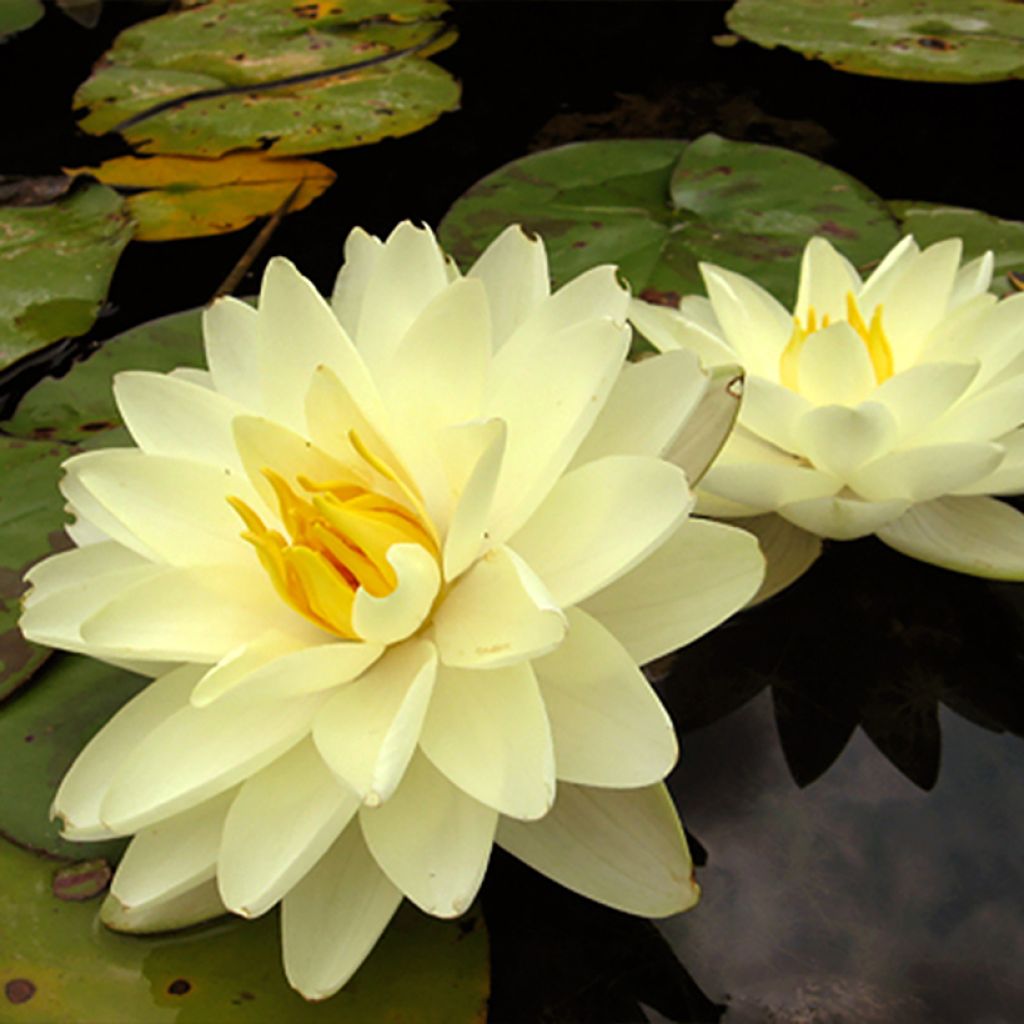 Nenúfar Lemon Chiffon - Nymphaea