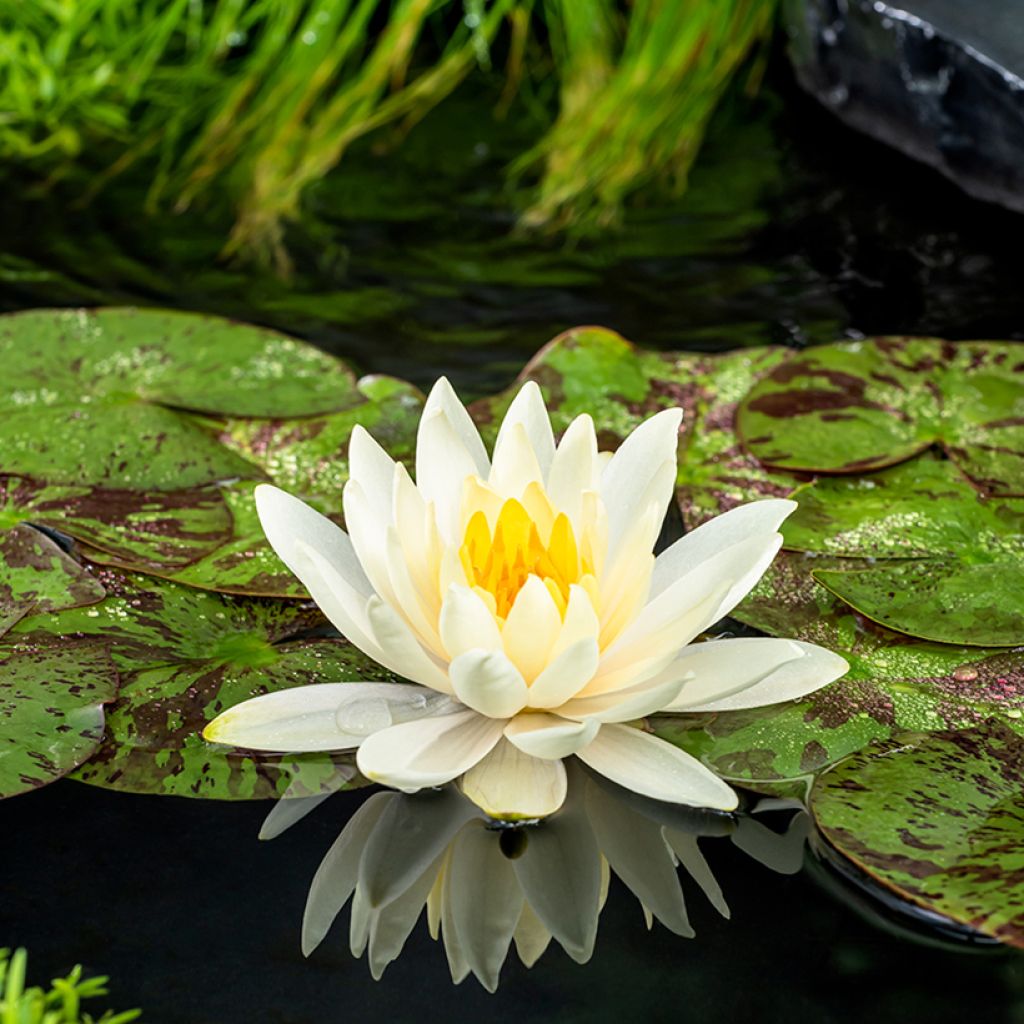 Nenúfar Lemon Mist - Nymphaea