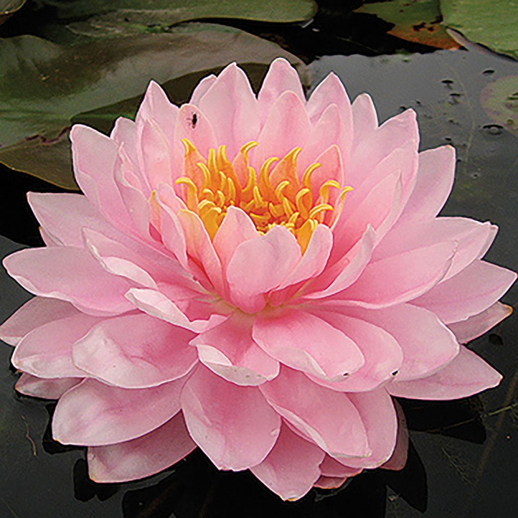 Nenúfar Lily Pons - Nymphaea