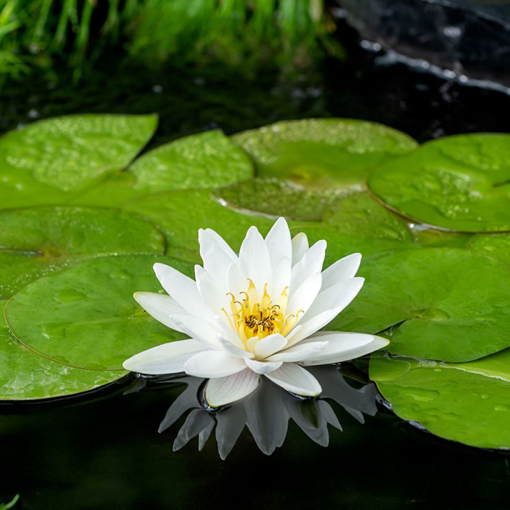 Nenúfar Marliacea Albida - Nymphaea