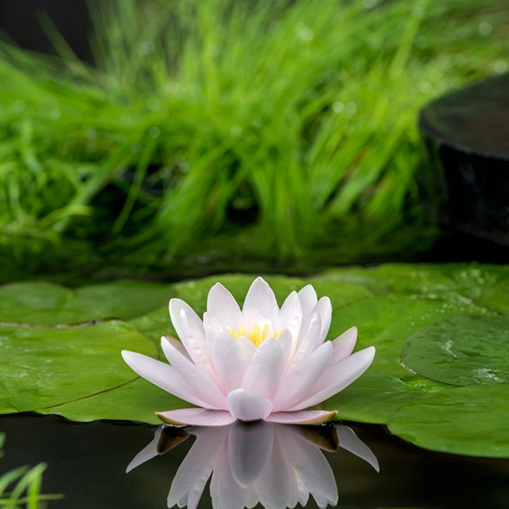 Nenúfar Marliacea Carnea - Nymphaea