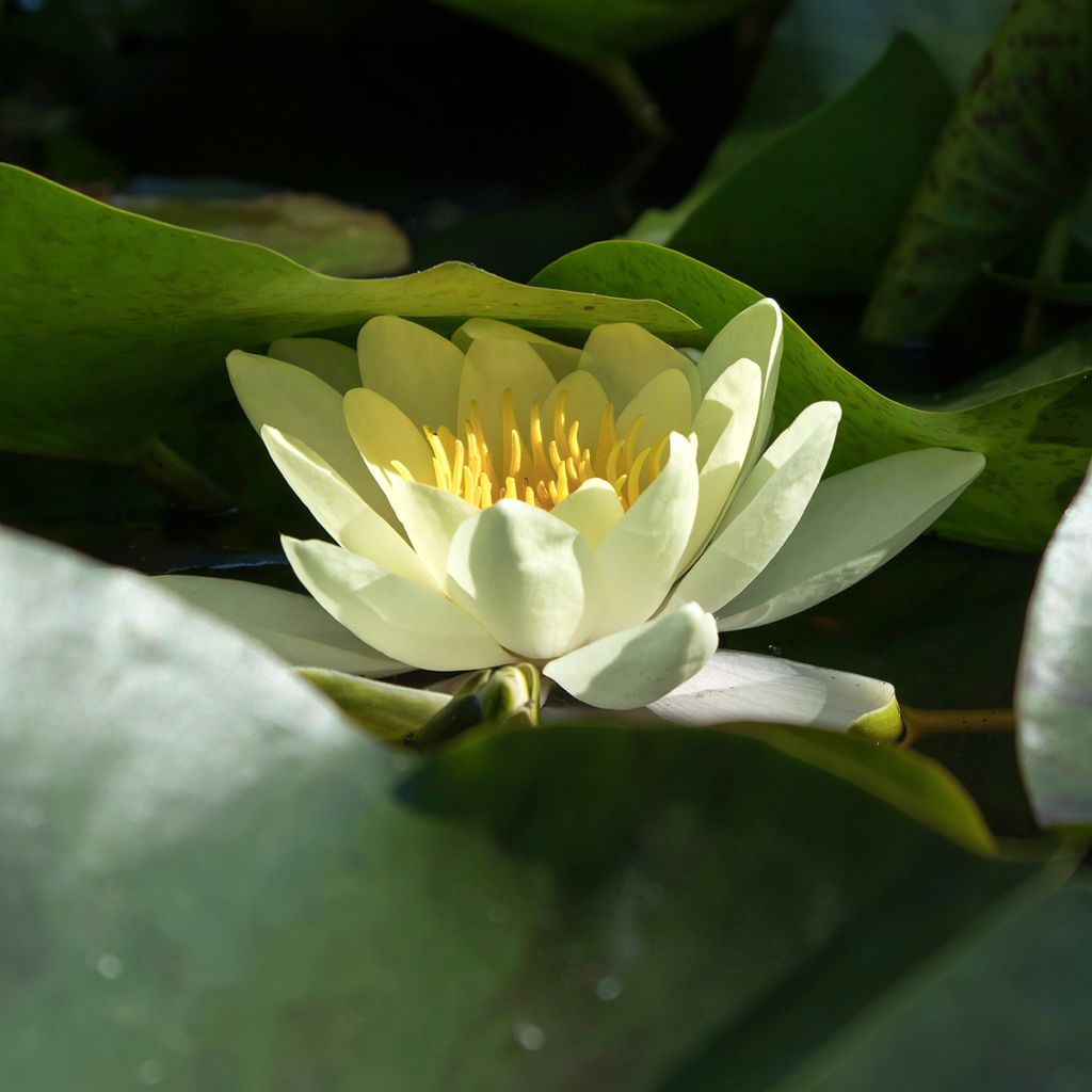 Nenúfar Marliacea Chromatella - Nymphaea