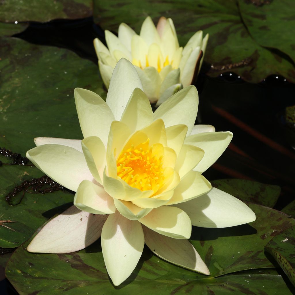 Nenúfar Marliacea Chromatella - Nymphaea