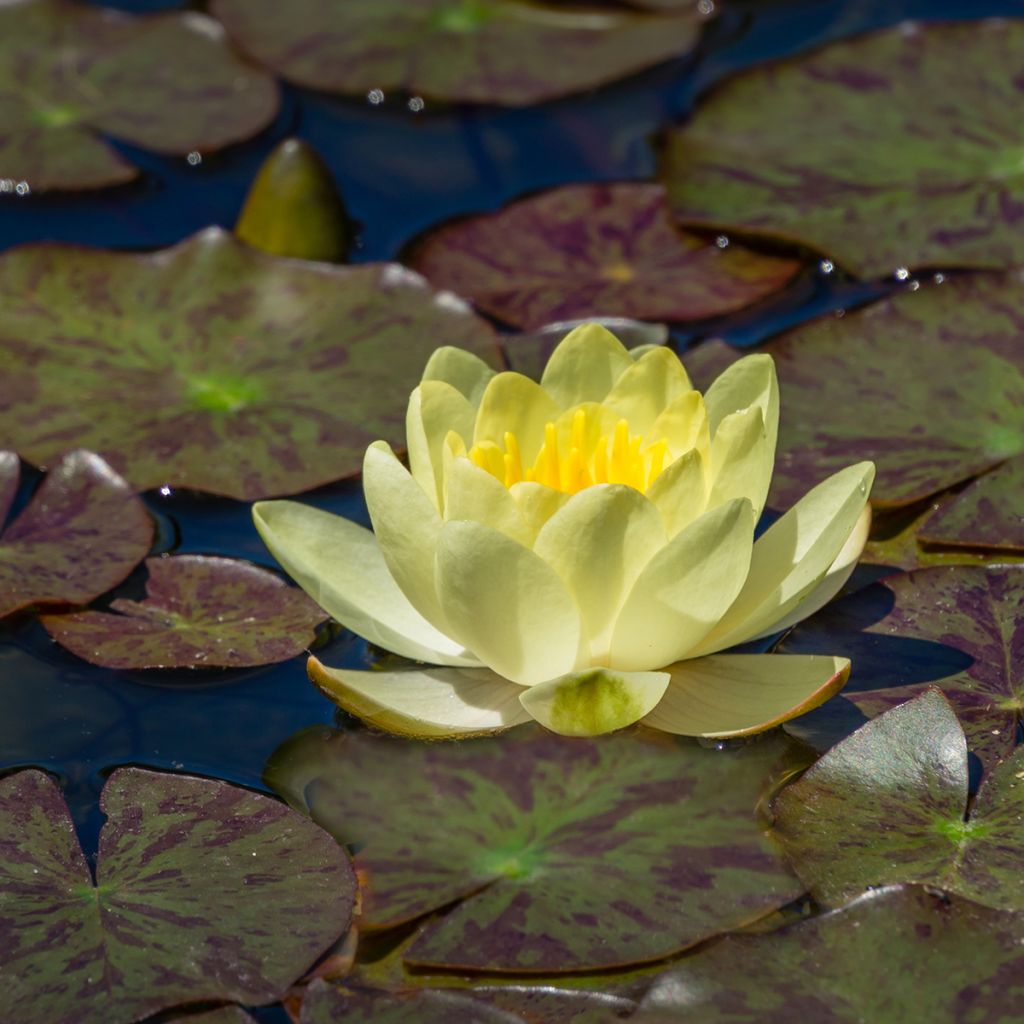 Nenúfar Marliacea Chromatella - Nymphaea