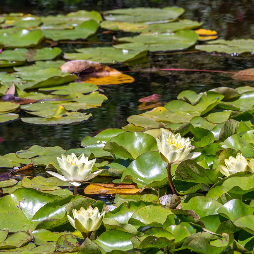 Nenúfar Marliacea Chromatella - Nymphaea