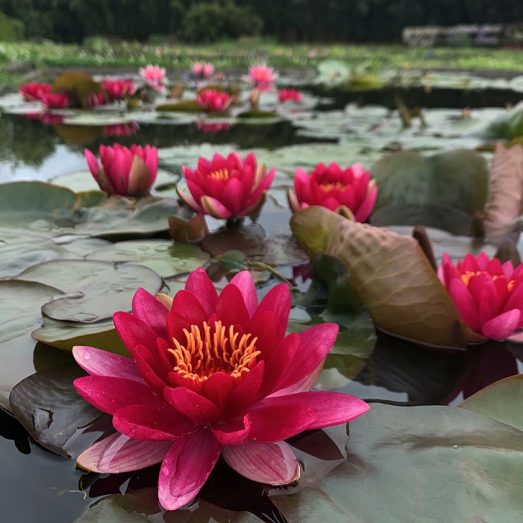 Nenúfar Marliacea Ignea - Nymphaea