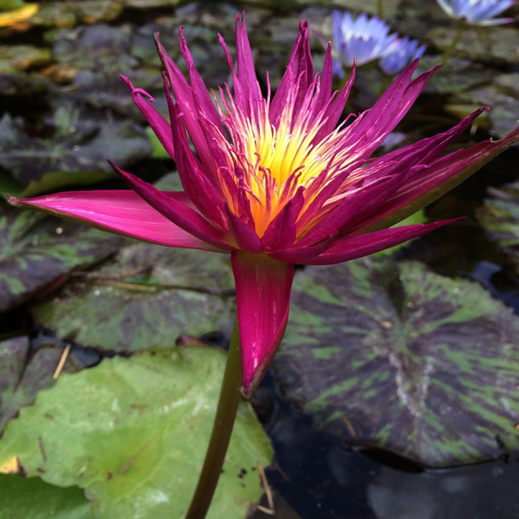 Nenúfar Miami Rose - Nymphaea