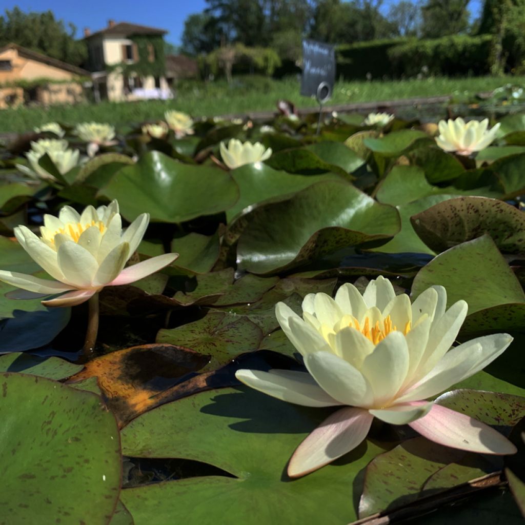 Nenúfar Moorei - Nymphaea