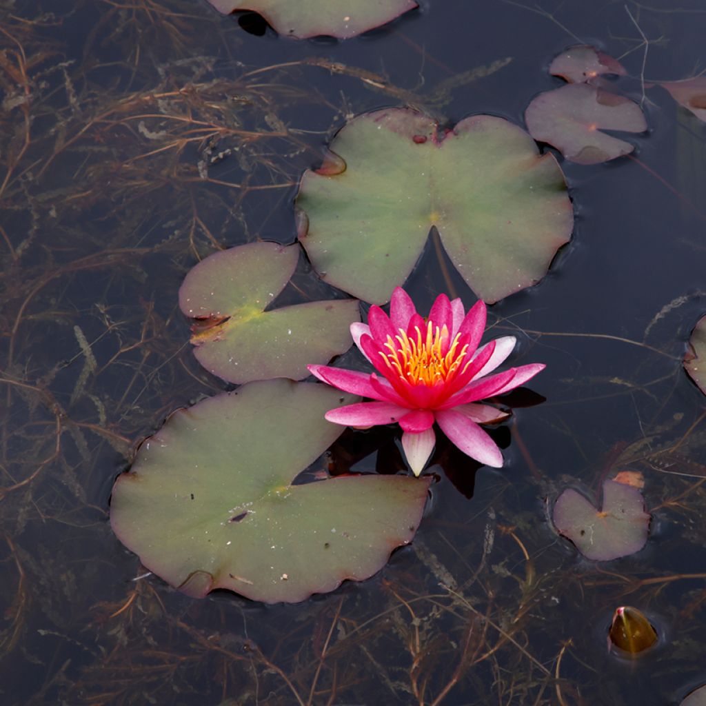 Nenúfar Newton - Nymphaea