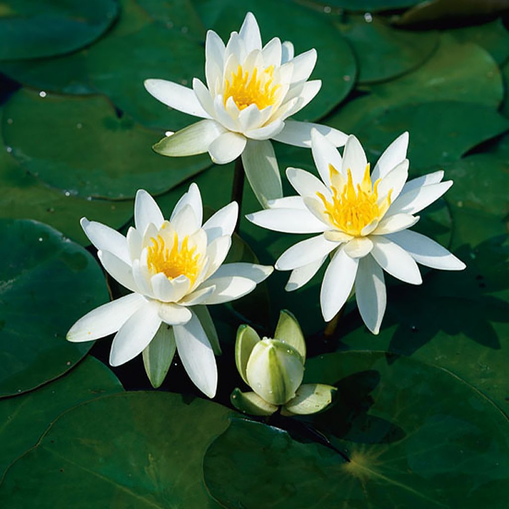 Nenúfar Odorata Alba - Nymphaea