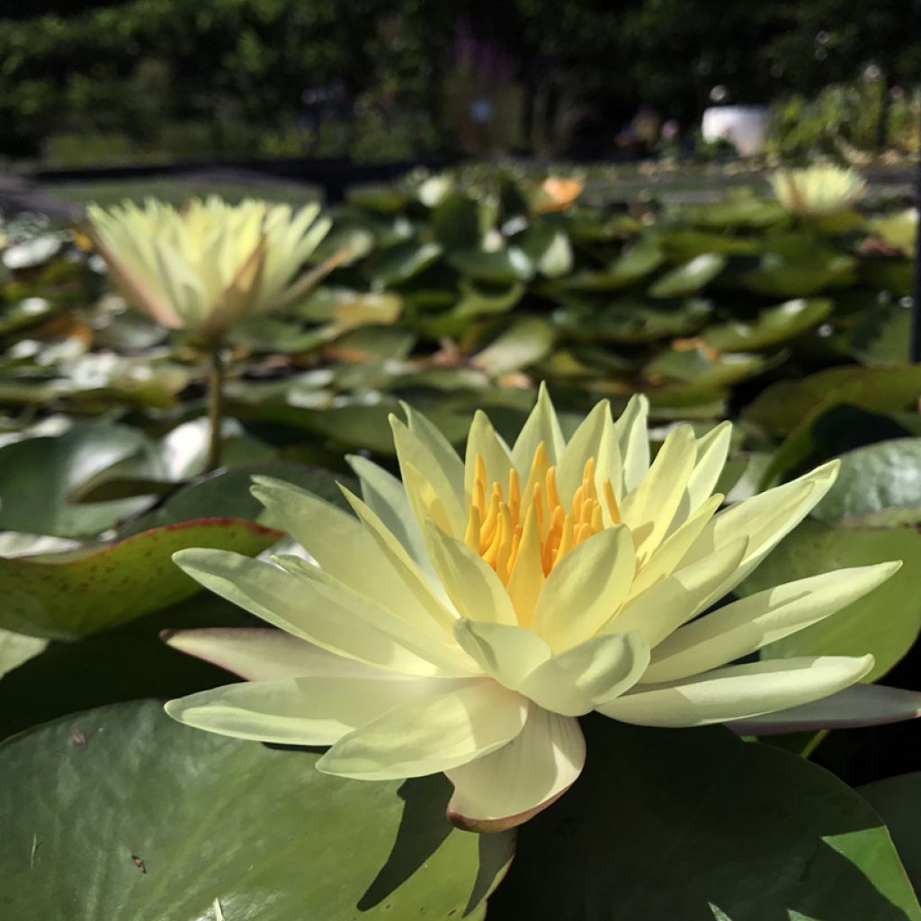 Nenúfar Odorata Sulphurea Grandiflora - Nymphaea