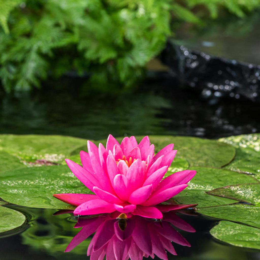 Nenúfar Perry's Magnificent - Nymphaea