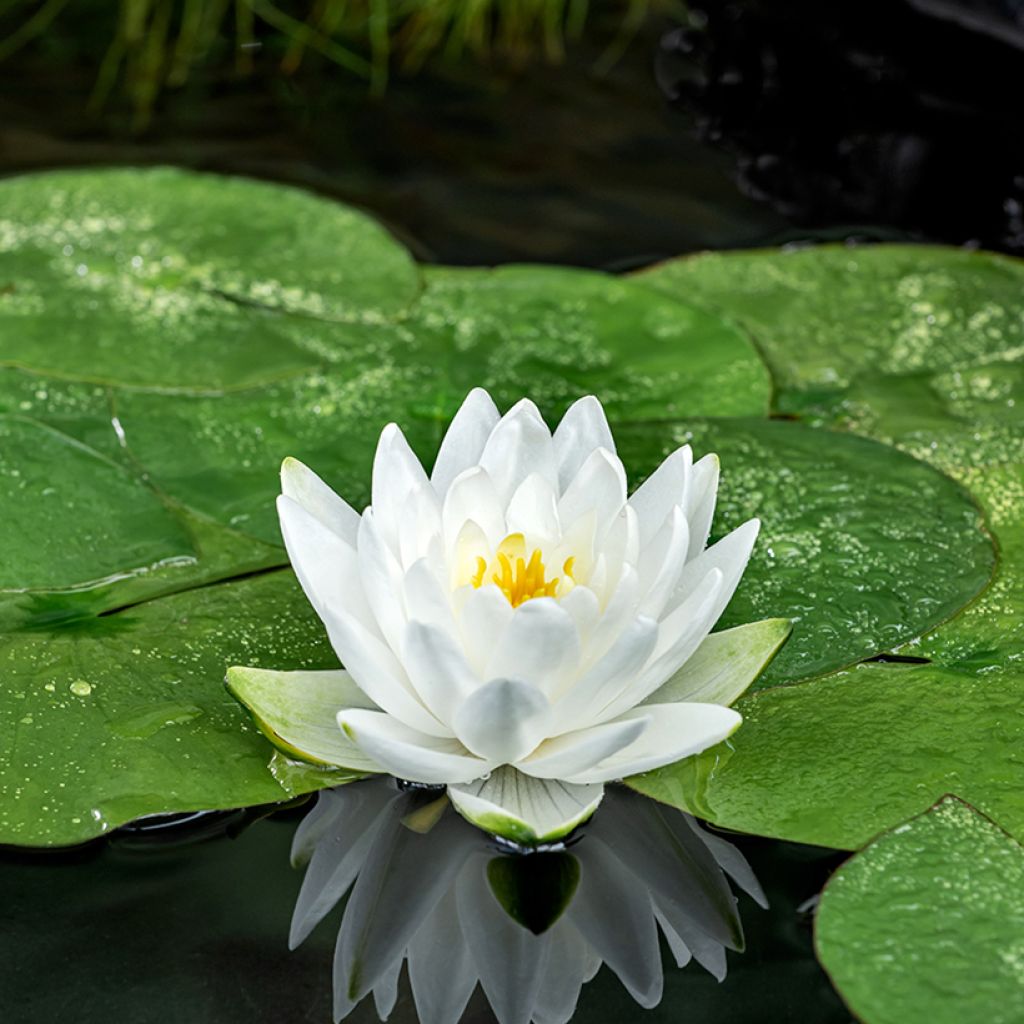 Nenúfar Perry's Double White - Nymphaea