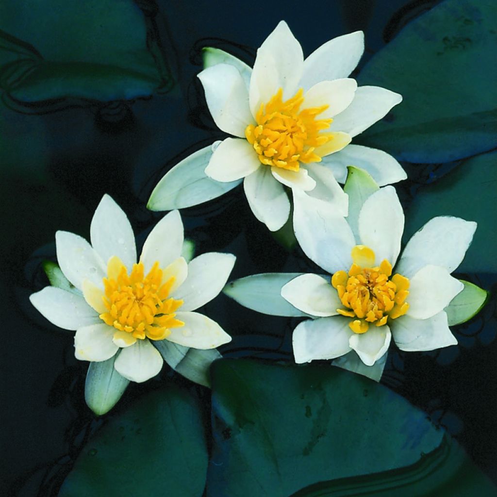 Nenúfar Pygmaea Alba - Nymphaea