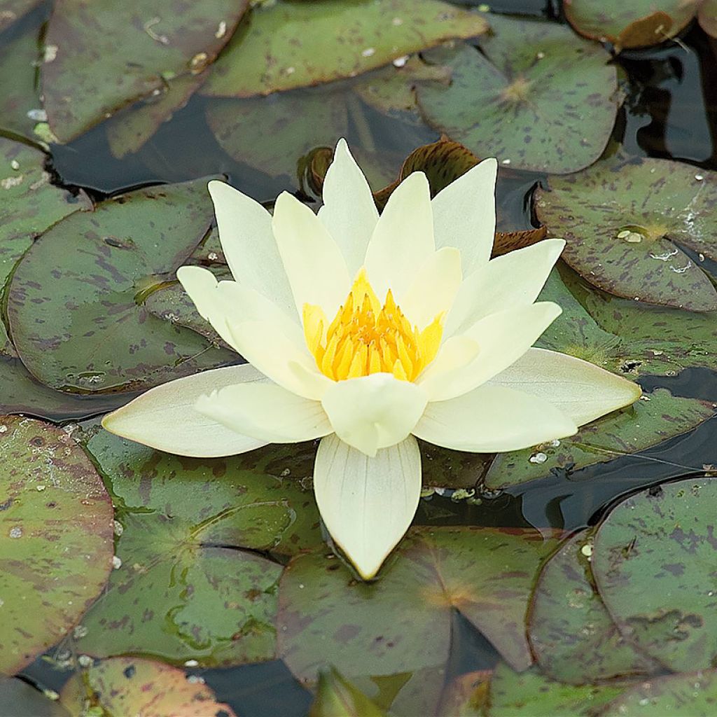 Nenúfar Pygmea Helvola - Nymphaea