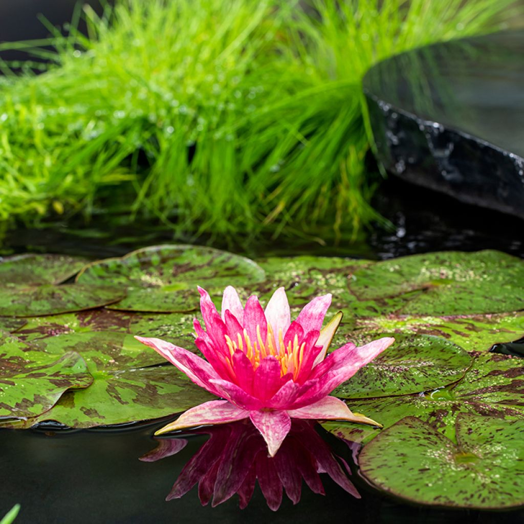 Nenúfar Red Spider - Nymphaea