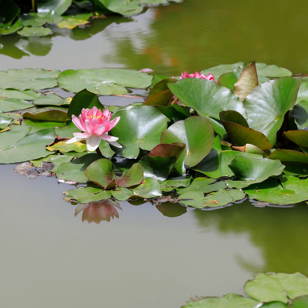 Nenúfar Rose Arey - Nymphaea