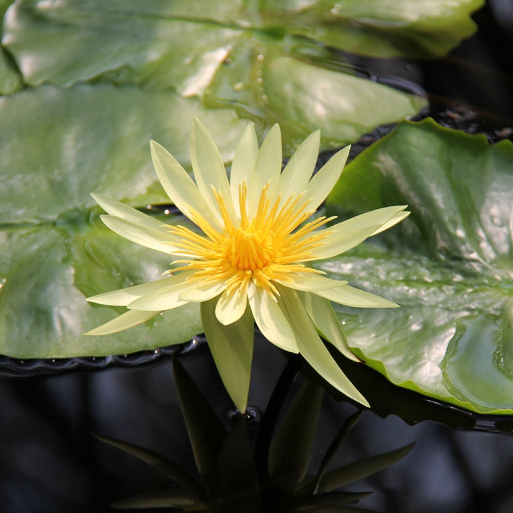 Nenúfar St. Louis Gold - Nymphaea