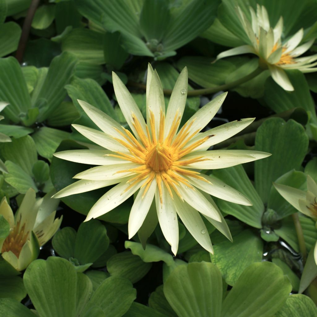 Nenúfar St. Louis Gold - Nymphaea