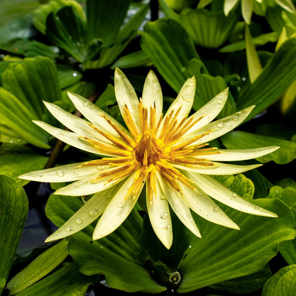 Nenúfar St. Louis Gold - Nymphaea