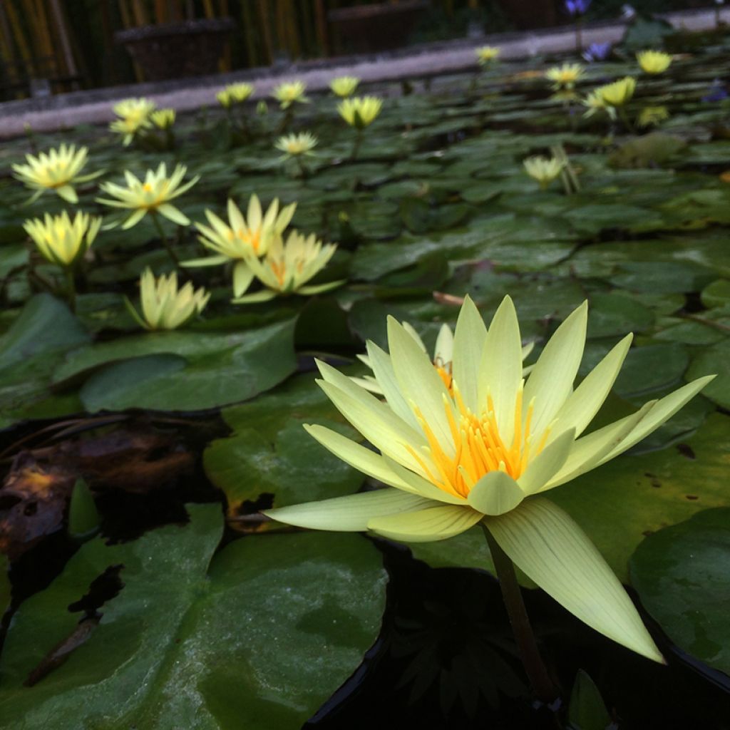 Nenúfar St. Louis Gold - Nymphaea